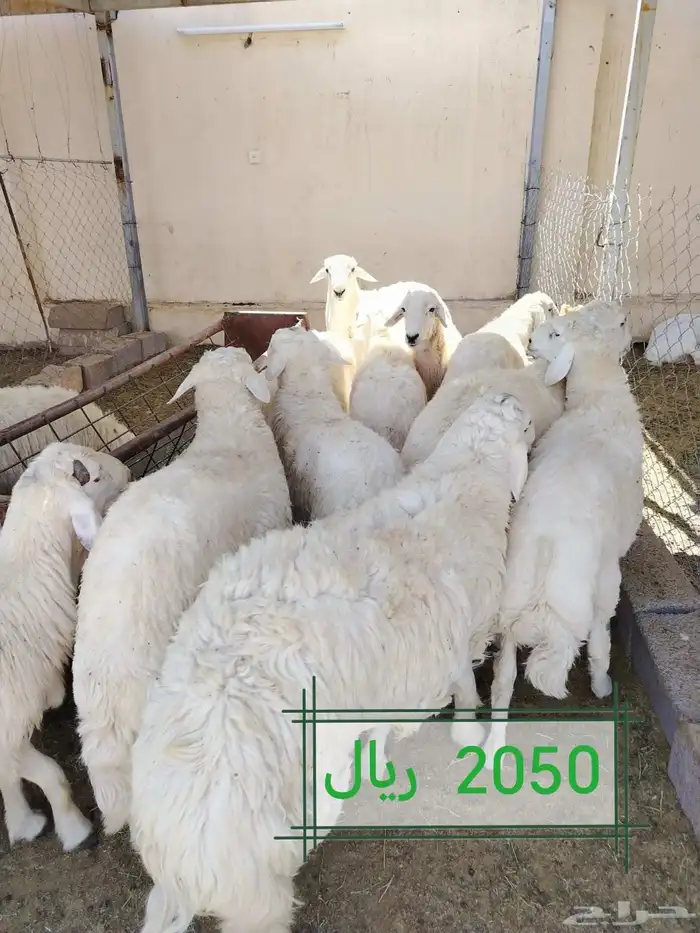 طليان اضااحي حريه ناااهيه 5