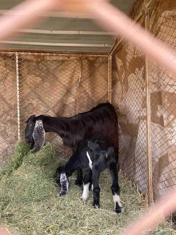 عنز ثنيه سليمه متعافيه تحتها تيس 1