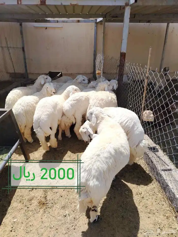 طليان اضااحي حريه ناااهيه 3