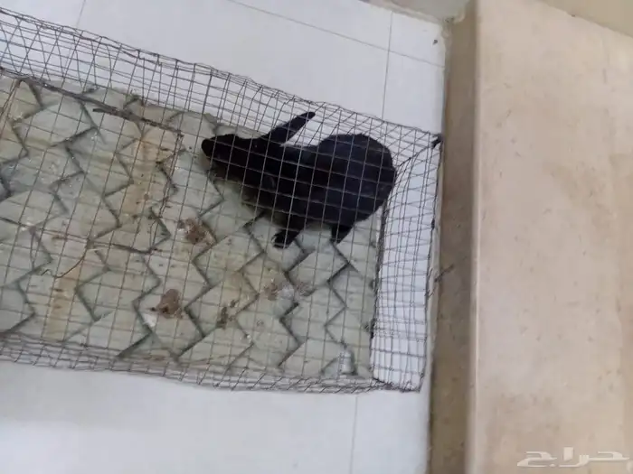 أرنب أنثى تم البيع 0