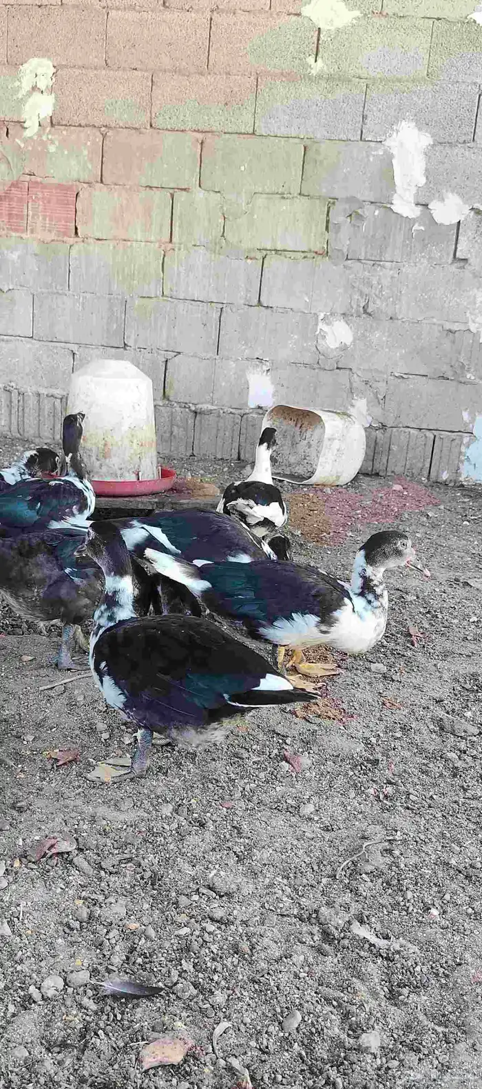 بط مسكوفي بح عمر 4 شهور ونص جروم كبيرة 4