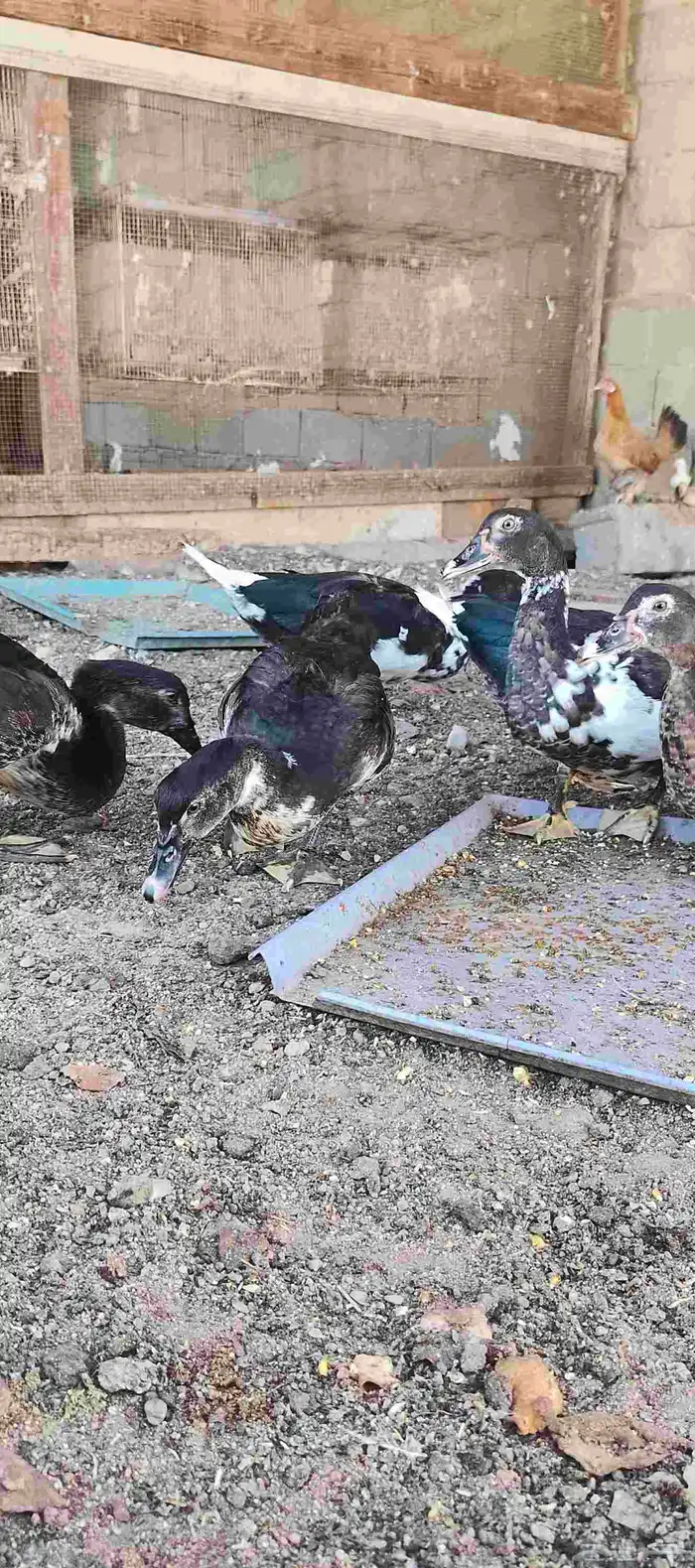 بط مسكوفي بح عمر 4 شهور ونص جروم كبيرة 3