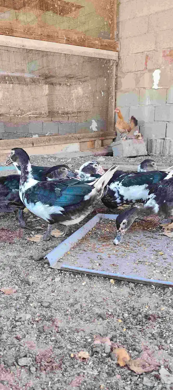 بط مسكوفي بح عمر 4 شهور ونص جروم كبيرة 1