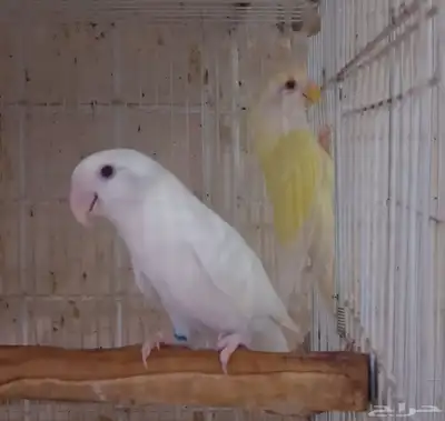 ازوج روز منتجه ومحلله (تم البيع ) 1