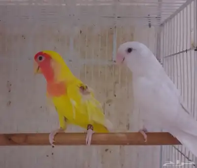 ازوج روز منتجه ومحلله (تم البيع ) 2