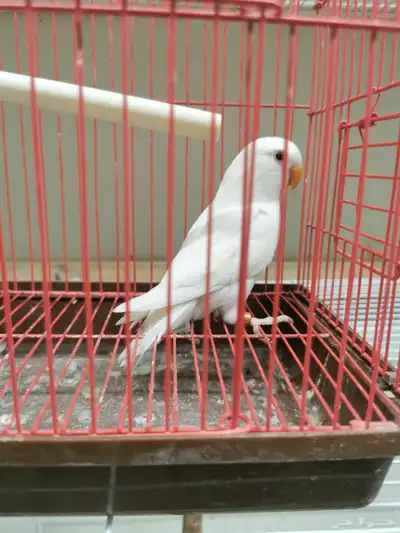 للبيع البينو مجهولة الجنس 0