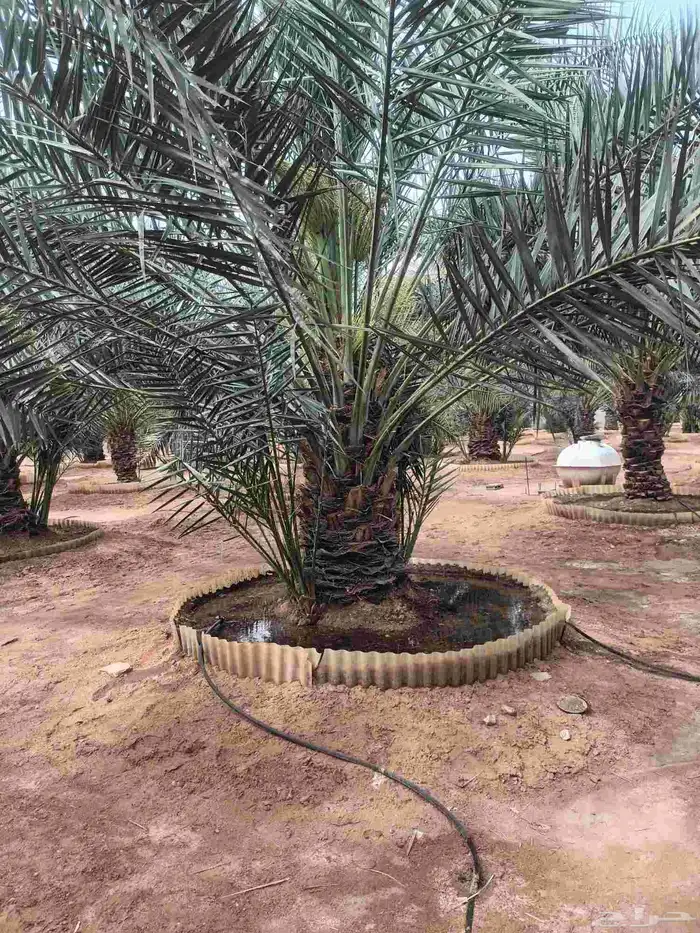 الرياض الخرج الهياثم العفجه نجديه الرحمانيه الشديده الرفايع 0