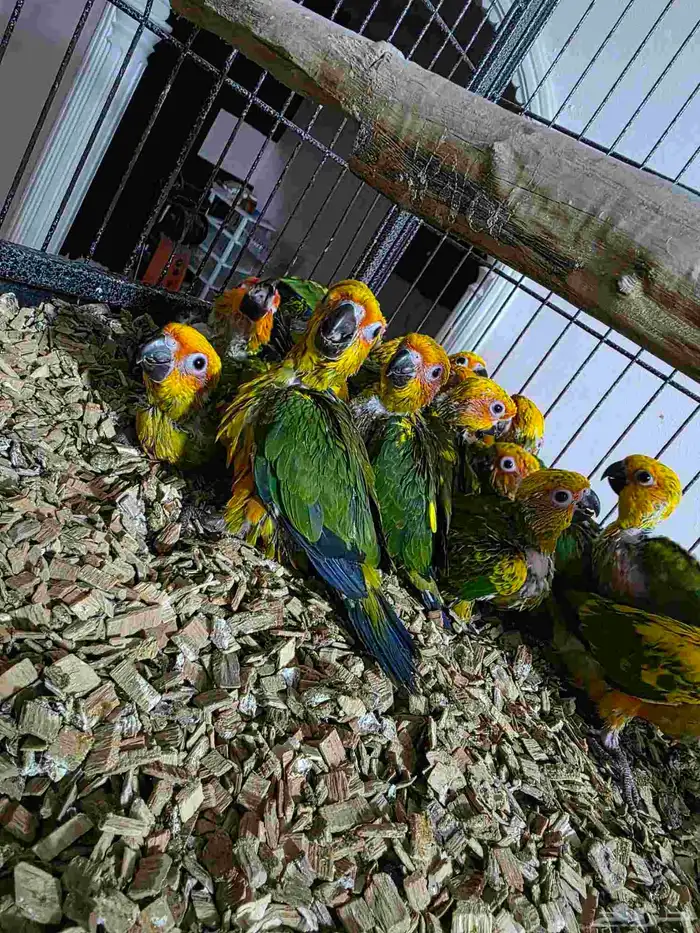 فروخ صن كنيور غر 2