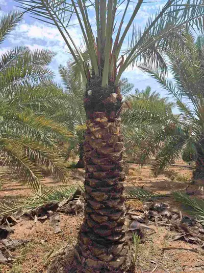 يوجدلدين جميع انواع انخل المثمره وزينه وشنطني زينه عربي فساي 2