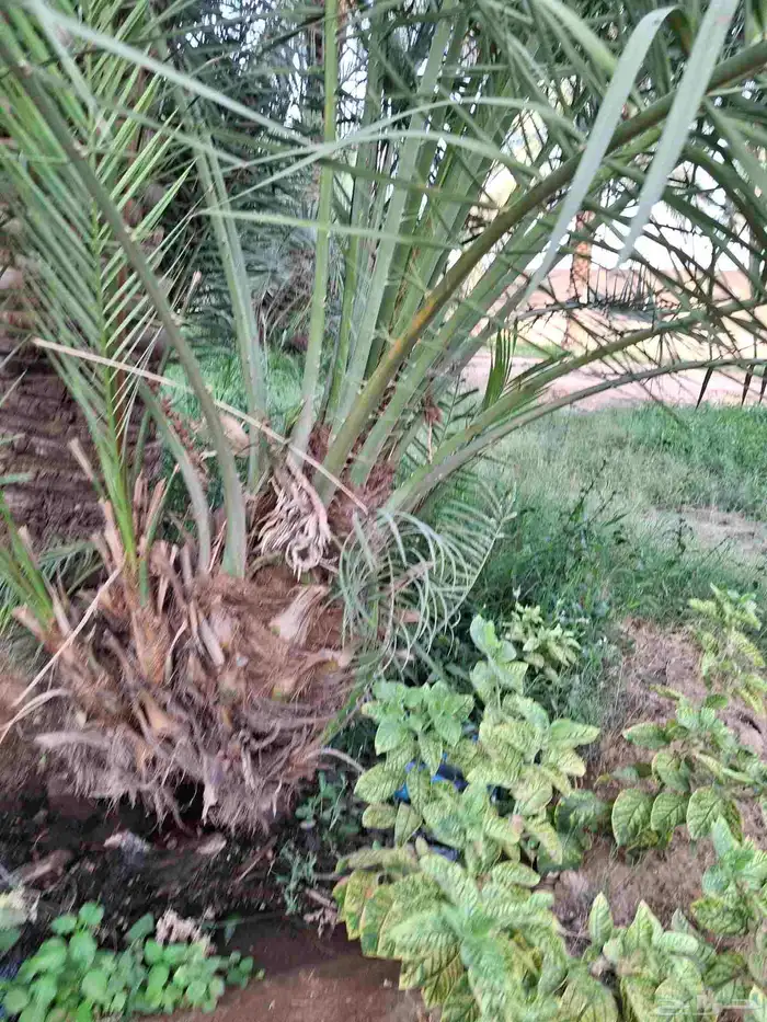 نخيل للبيع 1