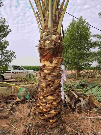 يوجدلدين جميع انواع انخل المثمره وزينه وشنطني زينه عربي فساي 3