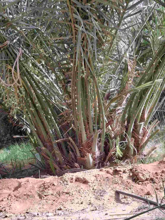 نخيل للبيع 7