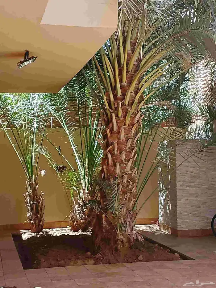 نخل مثمر وجميل في المنزل 1