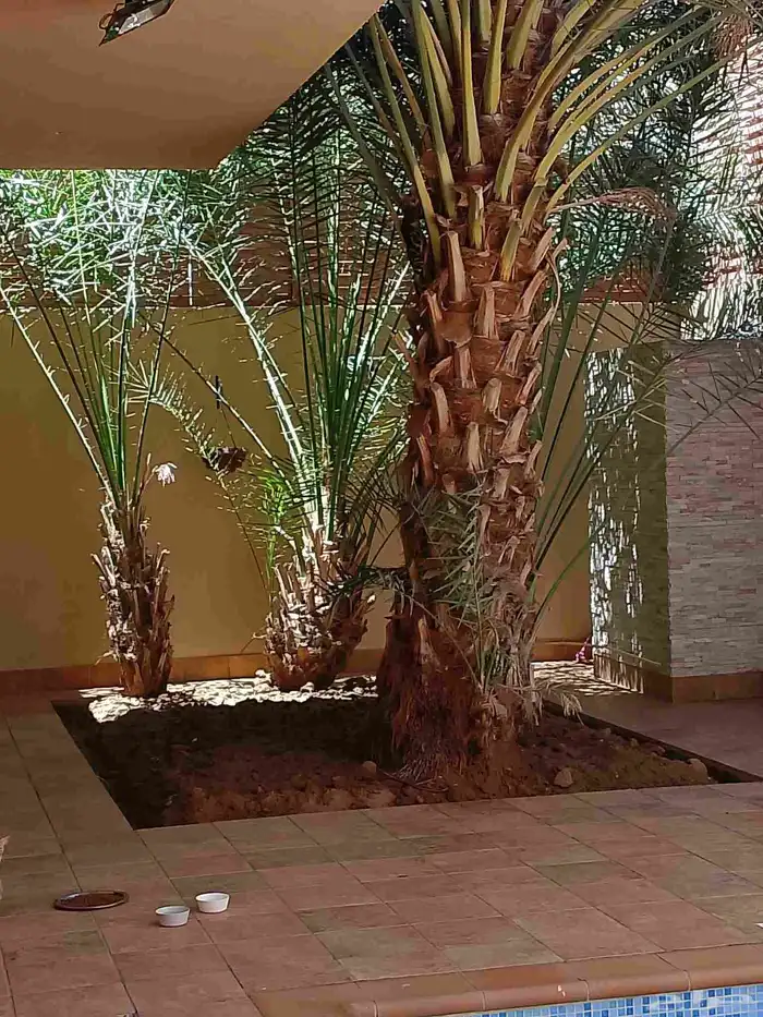 نخل مثمر وجميل في المنزل 2