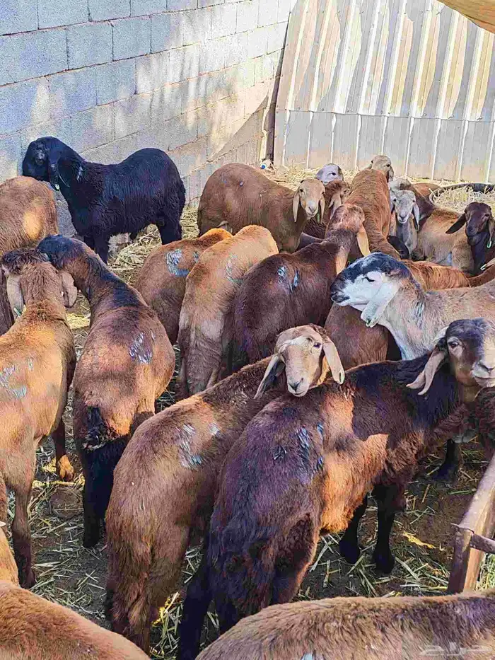 سواكني تربية مع الذبح والتوصيل 2