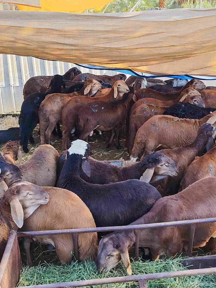 سواكني تربية مع الذبح والتوصيل 0