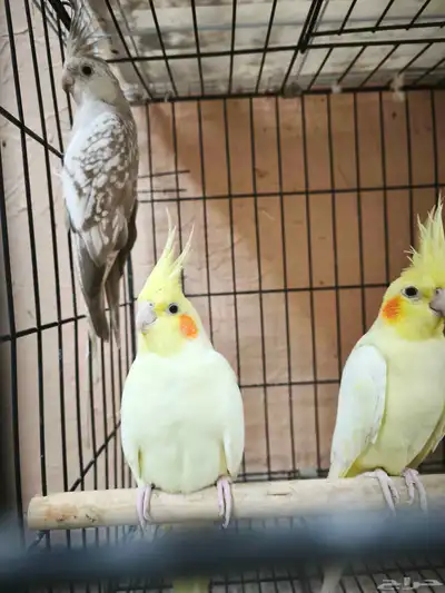ذكور وإناث كروان 7