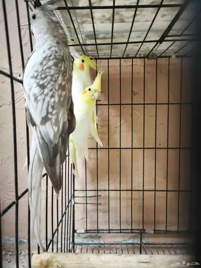 ذكور وإناث كروان 8