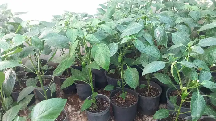 شتلات فلفل شقرا 3