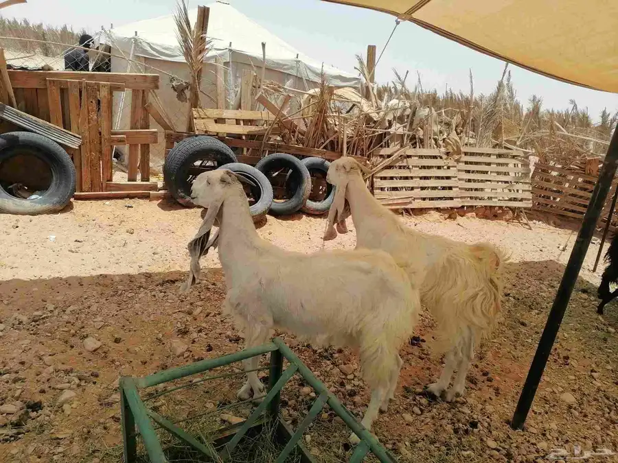 السلام عليكم عنزين دفيع مع التيس 0