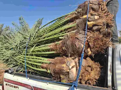 يوجدلدين جميع انواع انخل المثمره وزينه وشنطني زينه عربي فساي 0