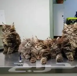 عياده بيطريه متنقله 4