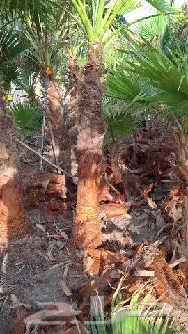 يوجدلدين جميع انواع انخل المثمره وزينه وشنطني زينه عربي فساي 4