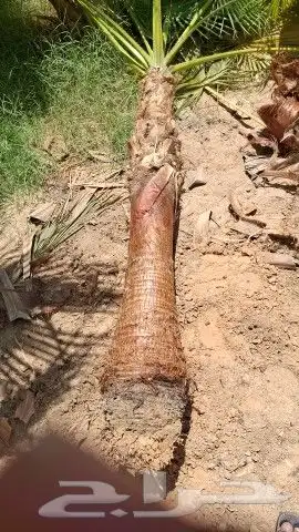 يوجدلدين جميع انواع انخل المثمره وزينه وشنطني زينه عربي فساي 5
