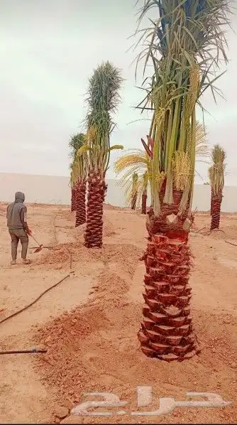 تركيب شبك وزراعه النخيل 0