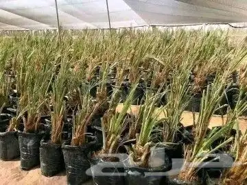 نخيل مثمر للبيع فسائل نقايل نخيل واشنطني 3