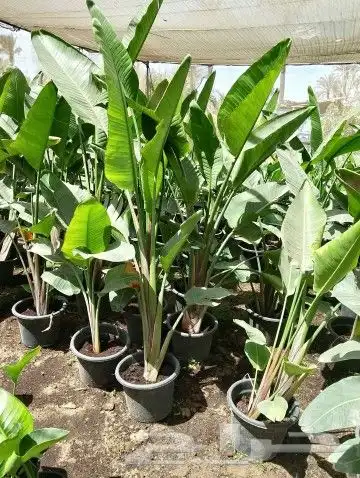 مشتل زراعي بأسعار مناسبة 19