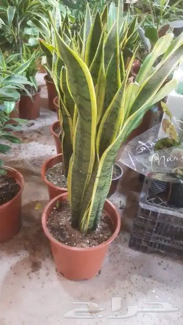 مشتل زراعي بأسعار مناسبة 16