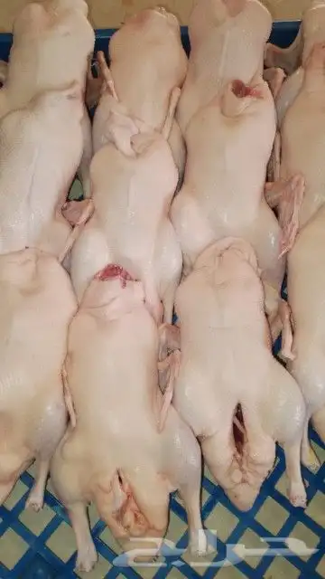 فراخه بط طيبه مقفله شحم مشاء الله شي طيب بالحيل 0
