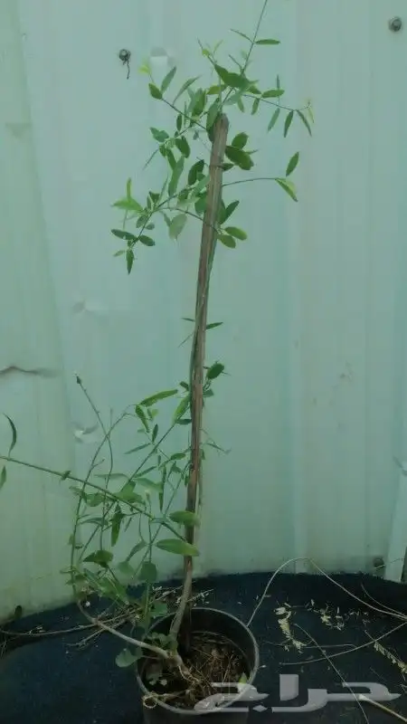 نخل عربي و واشنطن وليمون وسدر 0
