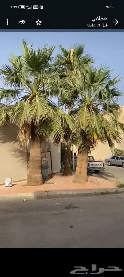 نخل واشنطن 0