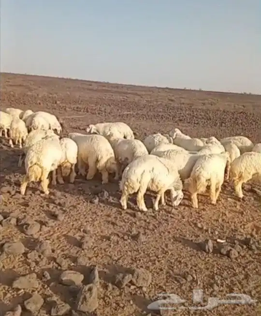 ذبايح حري سواكني تيوس يوجد ذبح تقطيع توصيل شاهد التقييمات 2