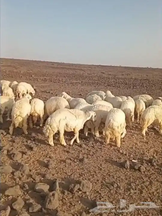 ذبايح حري سواكني تيوس يوجد ذبح تقطيع توصيل شاهد التقييمات 6