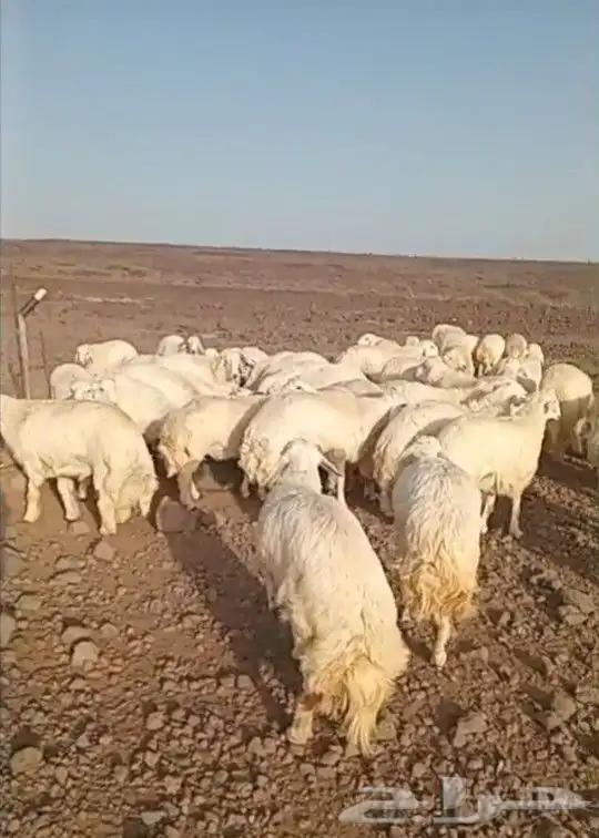 ذبايح حري سواكني تيوس يوجد ذبح تقطيع توصيل شاهد التقييمات 0