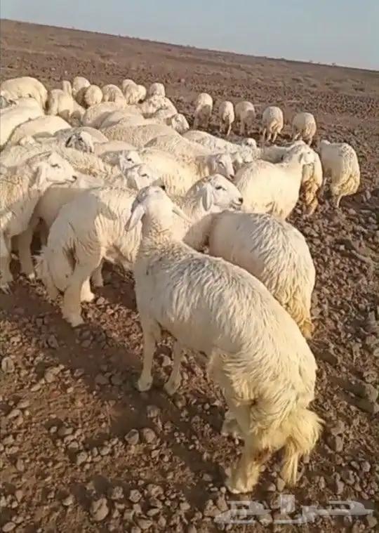 ذبايح حري سواكني تيوس يوجد ذبح تقطيع توصيل شاهد التقييمات 7