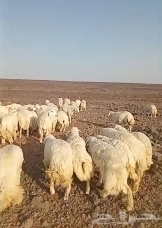 ذبايح حري سواكني تيوس يوجد ذبح تقطيع توصيل شاهد التقييمات 3