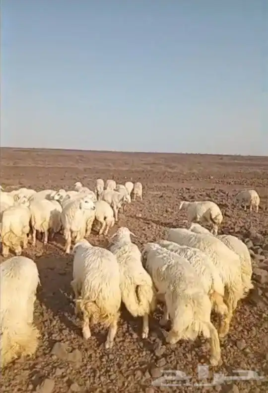 ذبايح حري سواكني تيوس يوجد ذبح تقطيع توصيل شاهد التقييمات 4