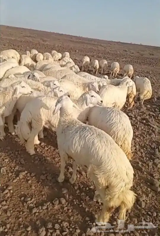 ذبايح حري سواكني تيوس يوجد ذبح تقطيع توصيل شاهد التقييمات 1