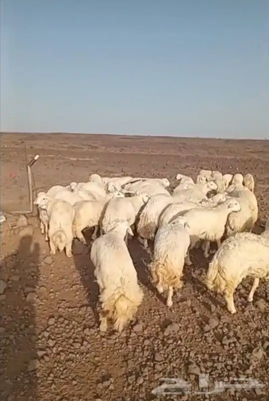 ذبايح حري سواكني تيوس يوجد ذبح تقطيع توصيل شاهد التقييمات 5