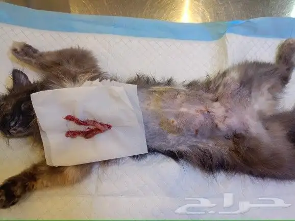 عياده بيطريه متنقله 3