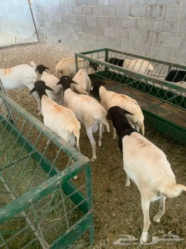 موقعنا مكة الرياض الباحة تبوك الخرج 1