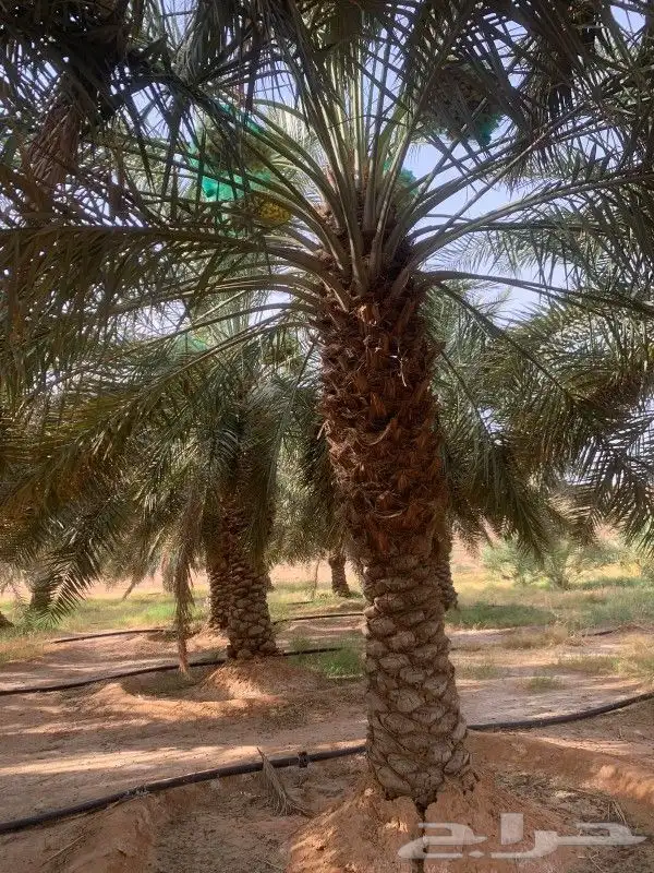 نخل عربي و واشنطن وليمون وسدر 2