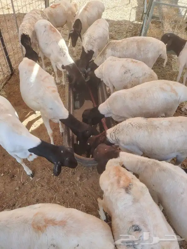 موقعنا مكة الرياض الباحة تبوك الخرج 3