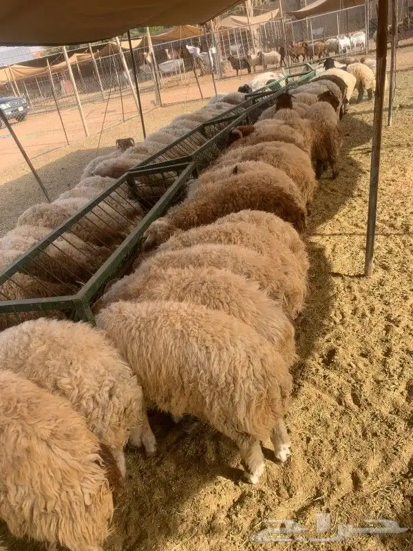 موقعنا مكة الرياض الباحة تبوك الخرج 31