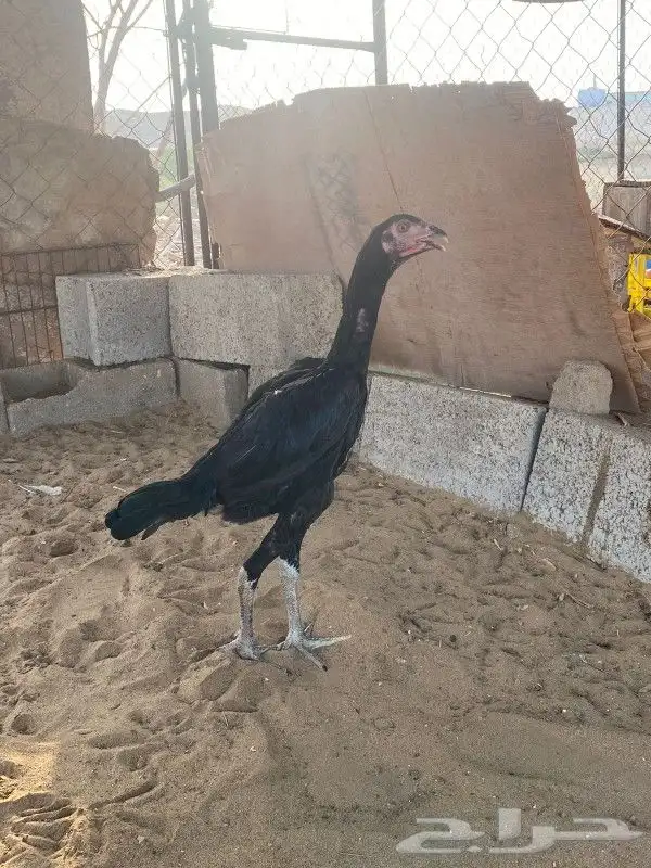 دجاجه سندي 2