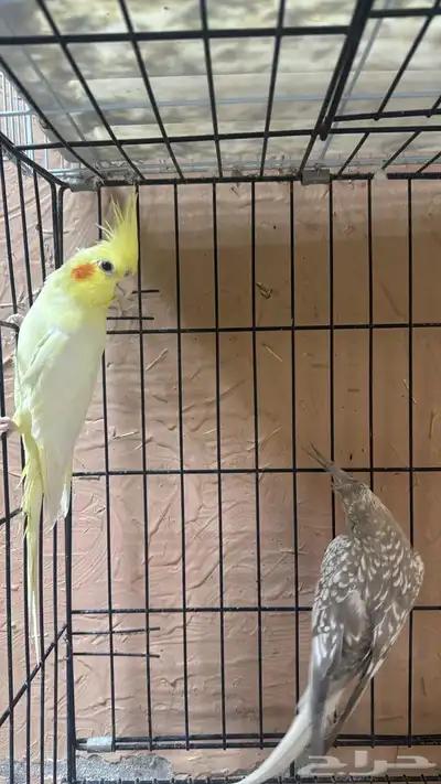 ذكور وإناث كروان 4